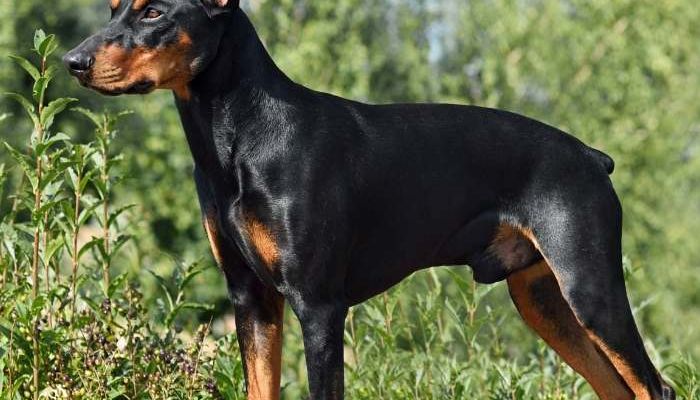 Breed Profile: German Pinscher