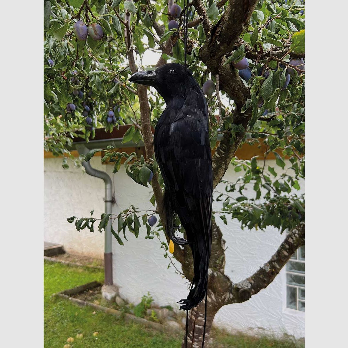 Corvo piumato