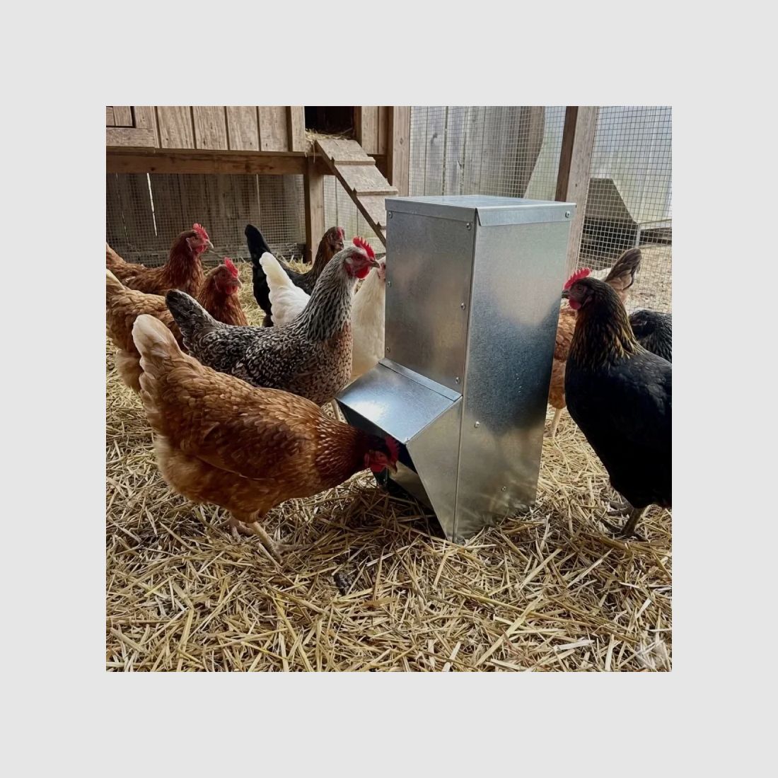 Galvanisierte Trichtermangelle 7 kg für Hühner und Geflügel, Bild 1 von 10