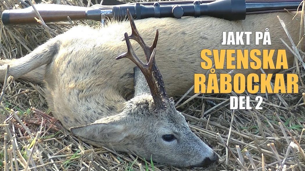 Jakt på Svenska Råbockar del 2 - Hunting Roebucks in Sweden