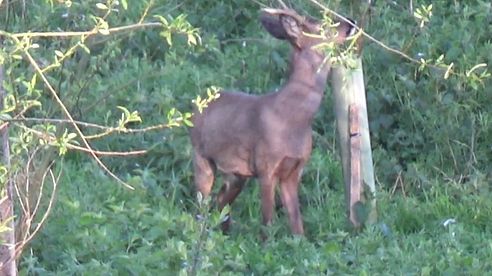 Buck heart shot .243 90gr sako