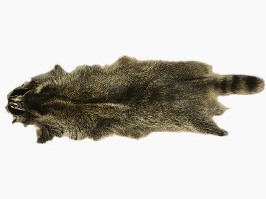 raccoon fur