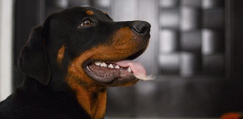 Rottweiler - eine kurze Übersicht über die Rasse