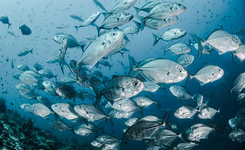 Die Top 10 Köder für Anfänger: Was Fische wirklich anlockt