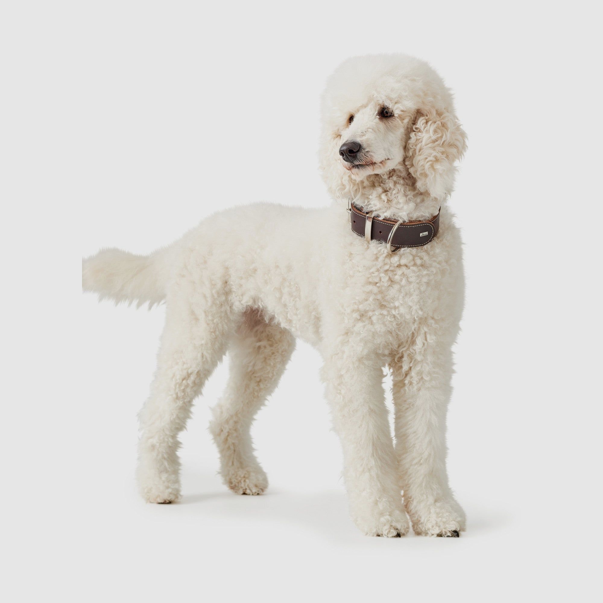 Hunter Halsband Aalborg Special