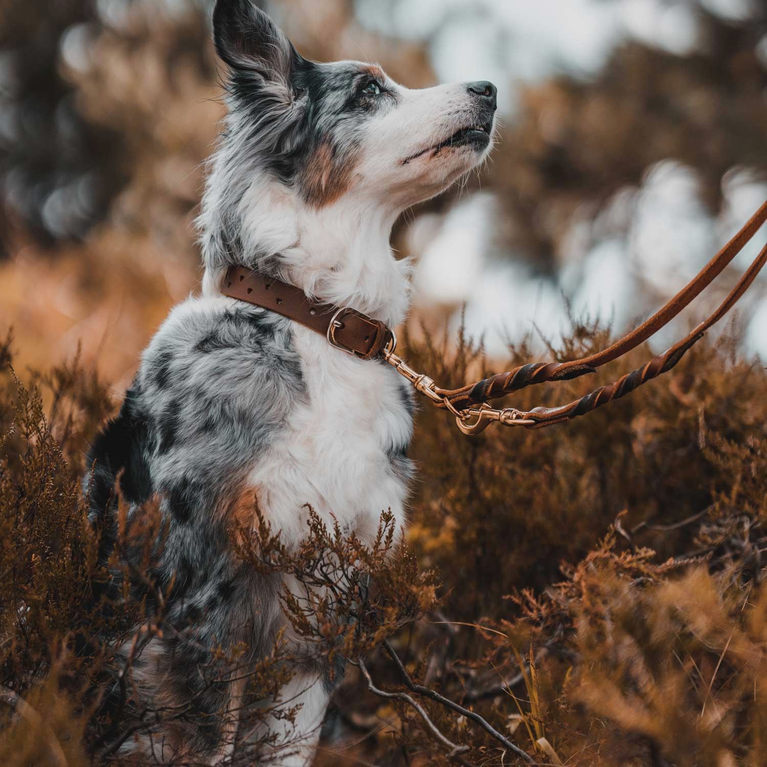 Hunter Halsband Aalborg SOUL