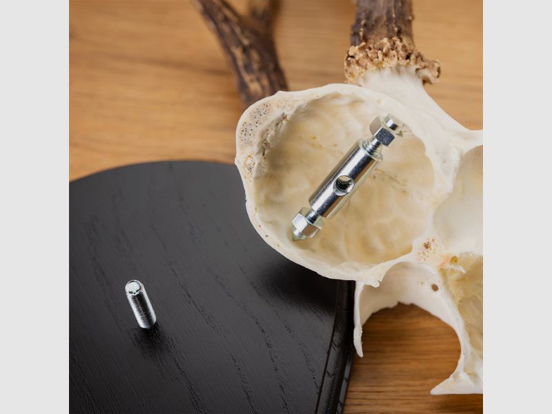 Roe deer antler clamp and screw - 2 pieces