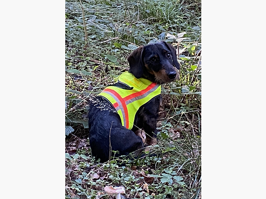 Fritzmann Hunde-Signalweste ( 55 )
