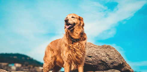 Golden Retriever - all the information about the popular dog breed