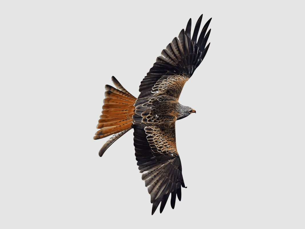 Fenster-Vogelschutzaufkleber Rotmilan