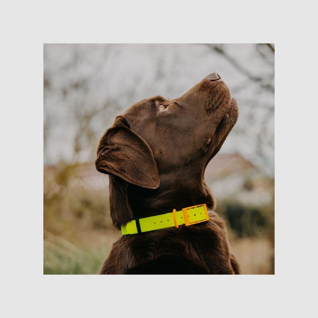 HP&G Hundehalsband 19mm Gelb