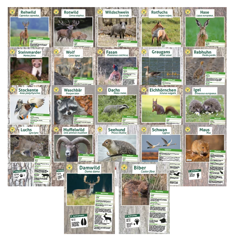 Luogo di apprendimento Set di poster sugli animali della natura (22 motivi)