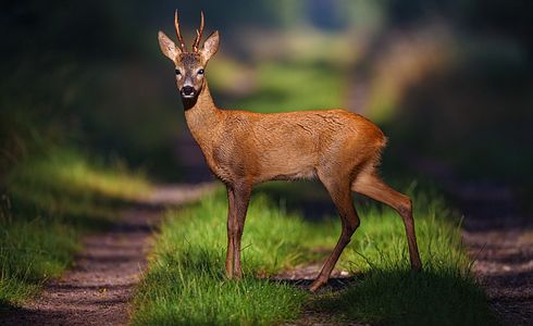 Bockjagd 2024