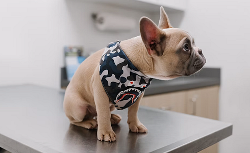 Equipped for Every Emergency: The Most Important Medications for Your Dog in Your Travel Luggage