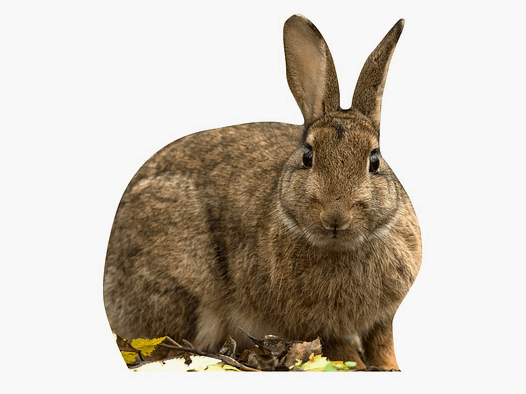 Tieraufsteller Wildkaninchen